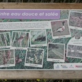 Entre-eau-douce-et-eau-sallée-Ré
